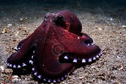 octopus in defensive mode by Stew Smith 